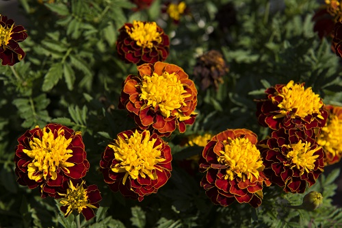 marigolds