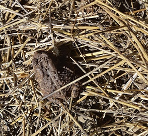 toad